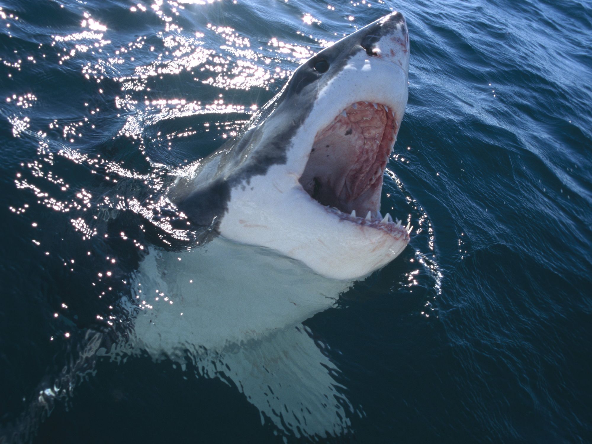 Great White Shark