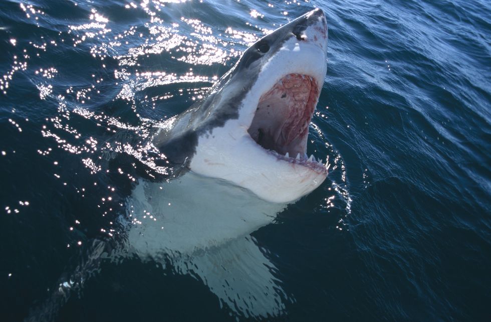 Great White Shark