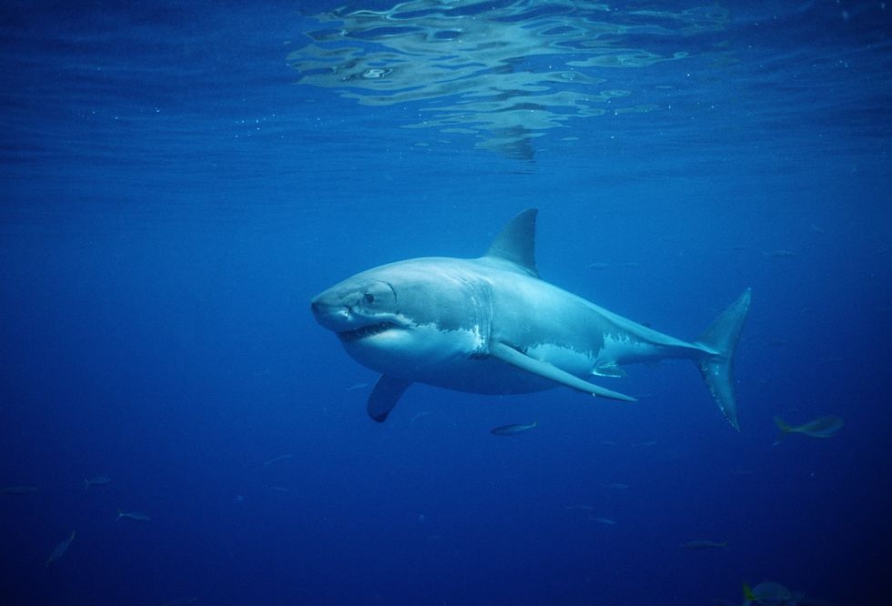 Great White Shark