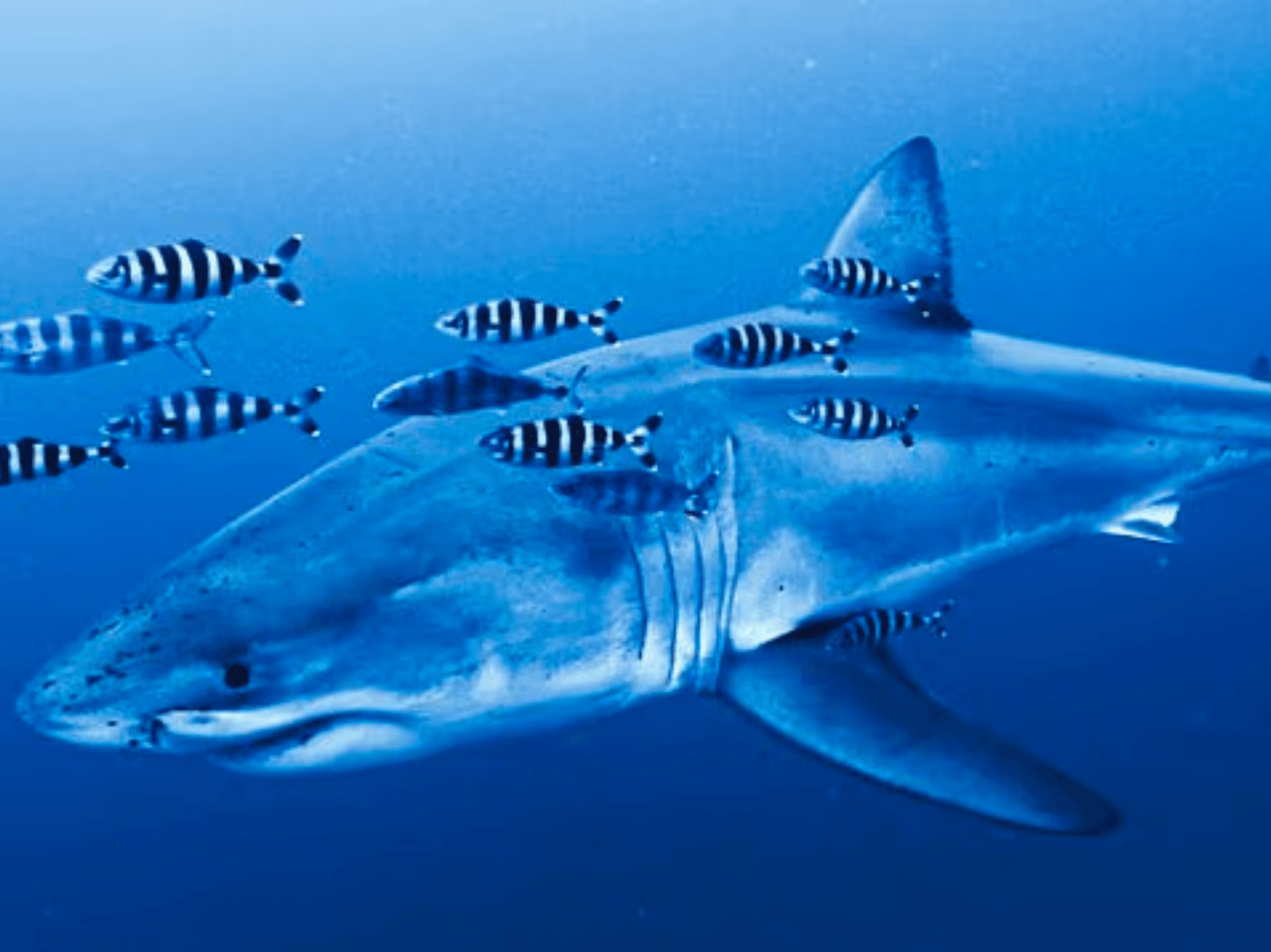 Great white shark