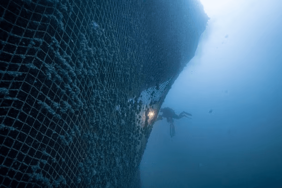Great white shark