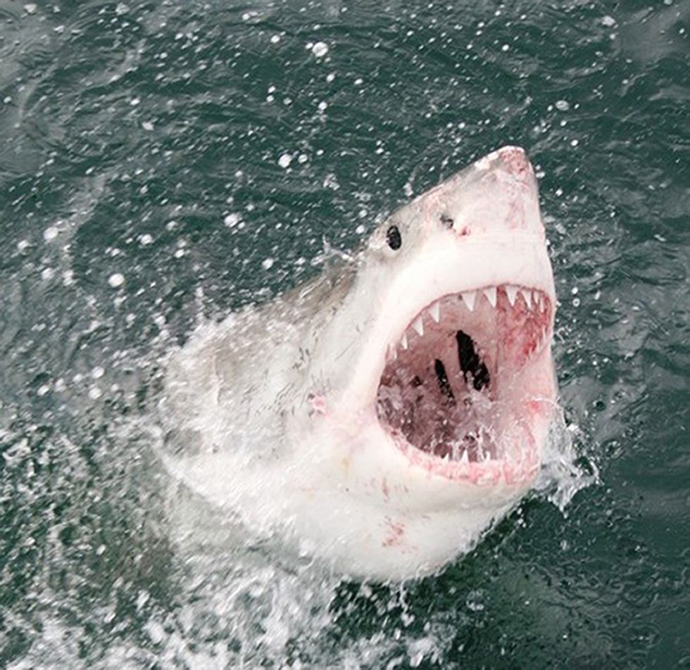 Great white sharks growing to 'insane' sizes, research finds