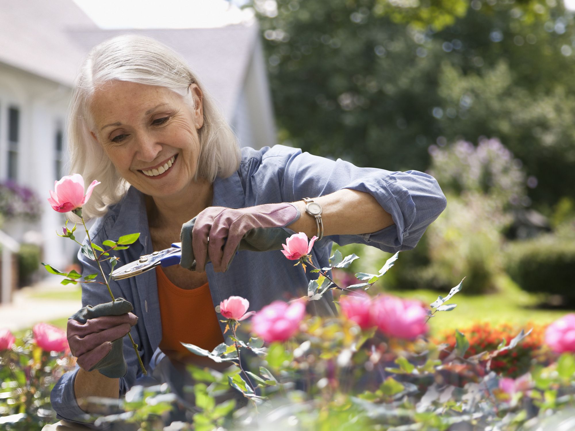 Grey-haired woman watering pink flowers with a watering can