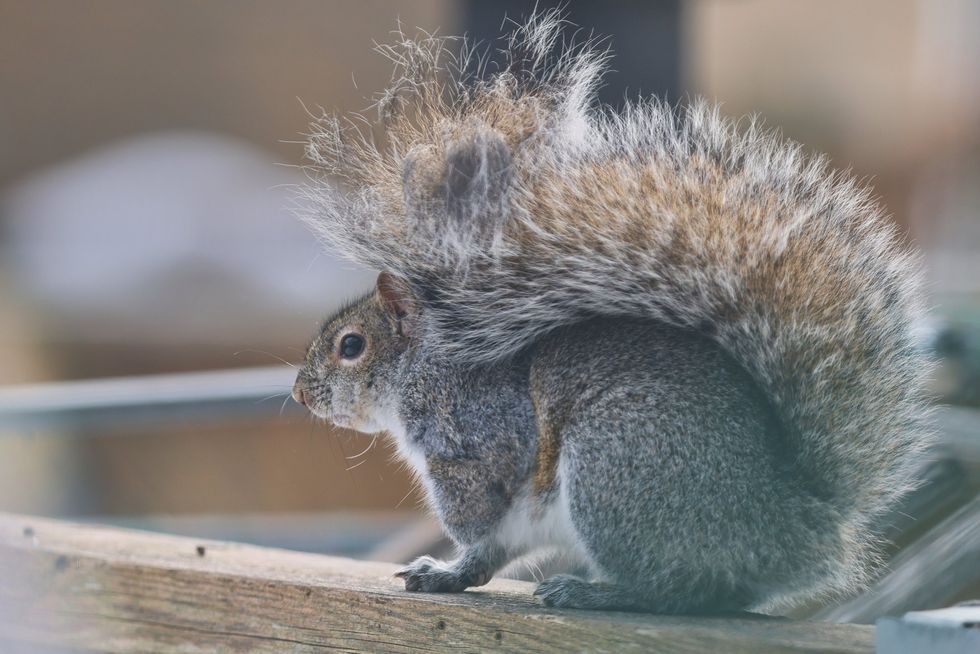 Grey squirrel