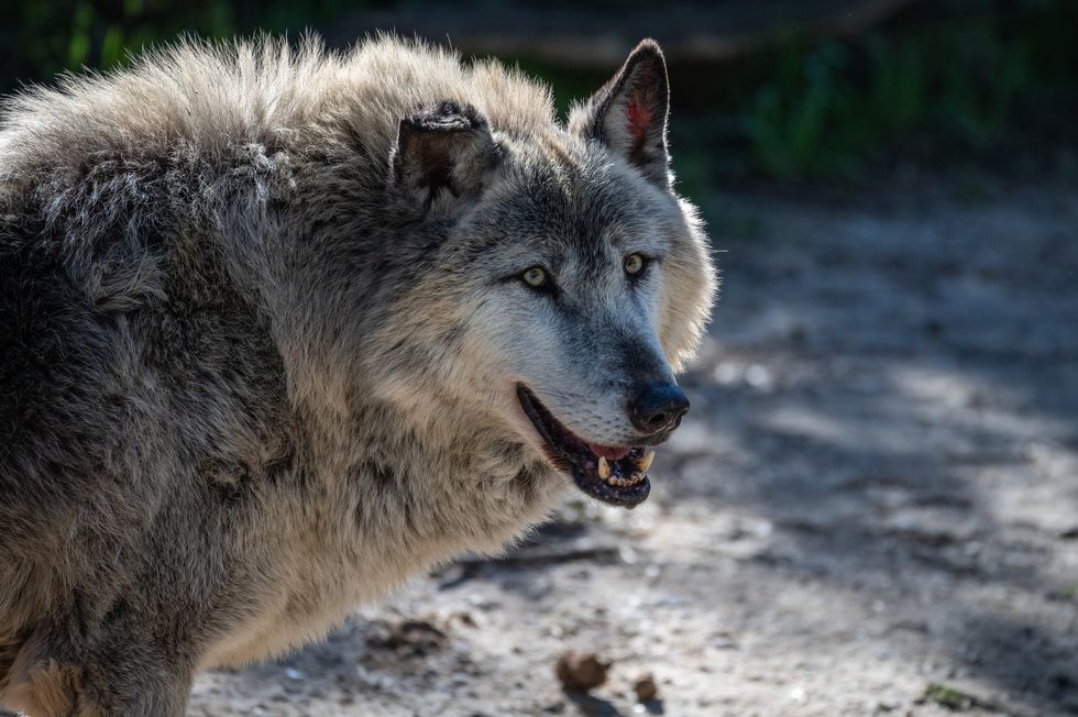 Grey wolf