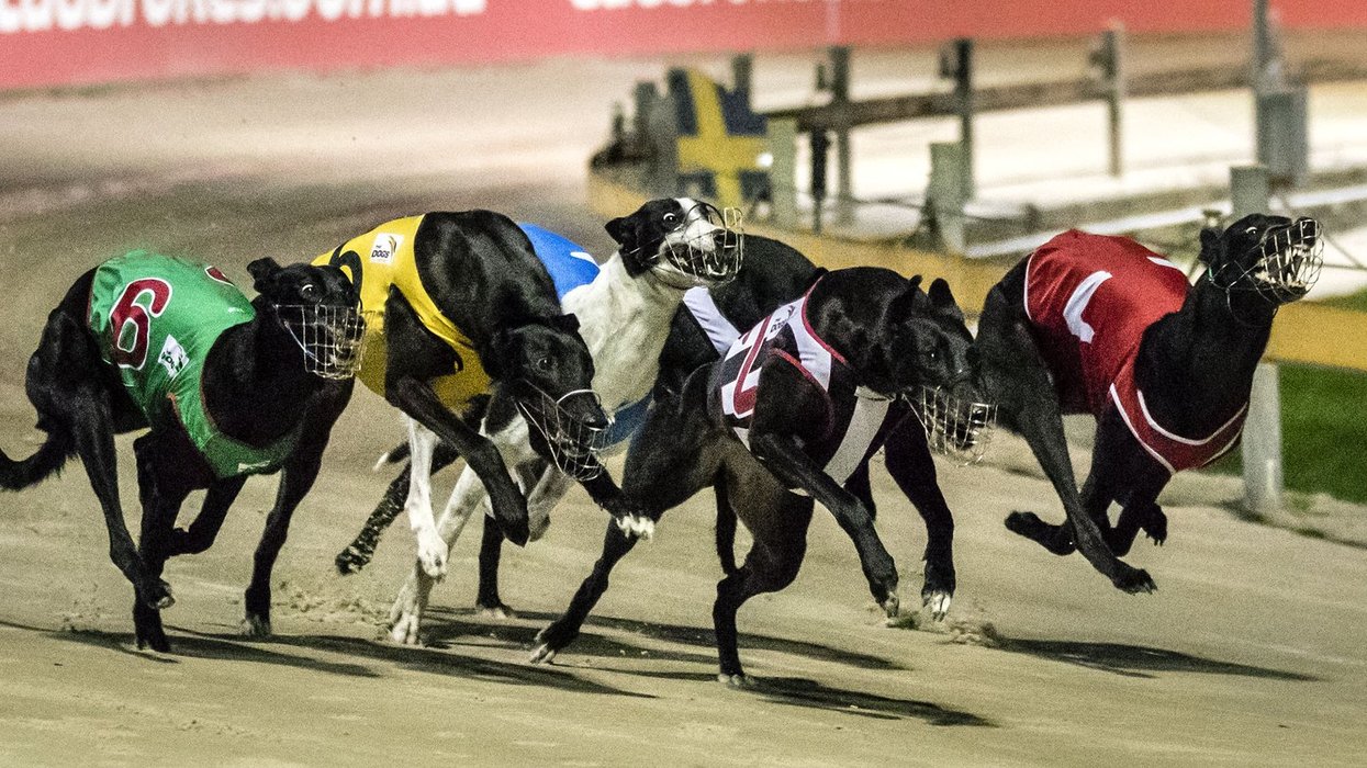 Greyhound racing