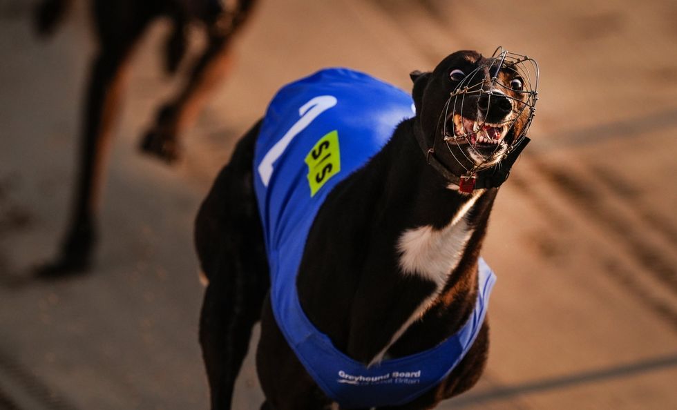 Greyhound racing