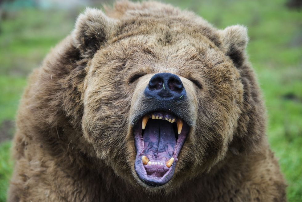 Grizzly bear