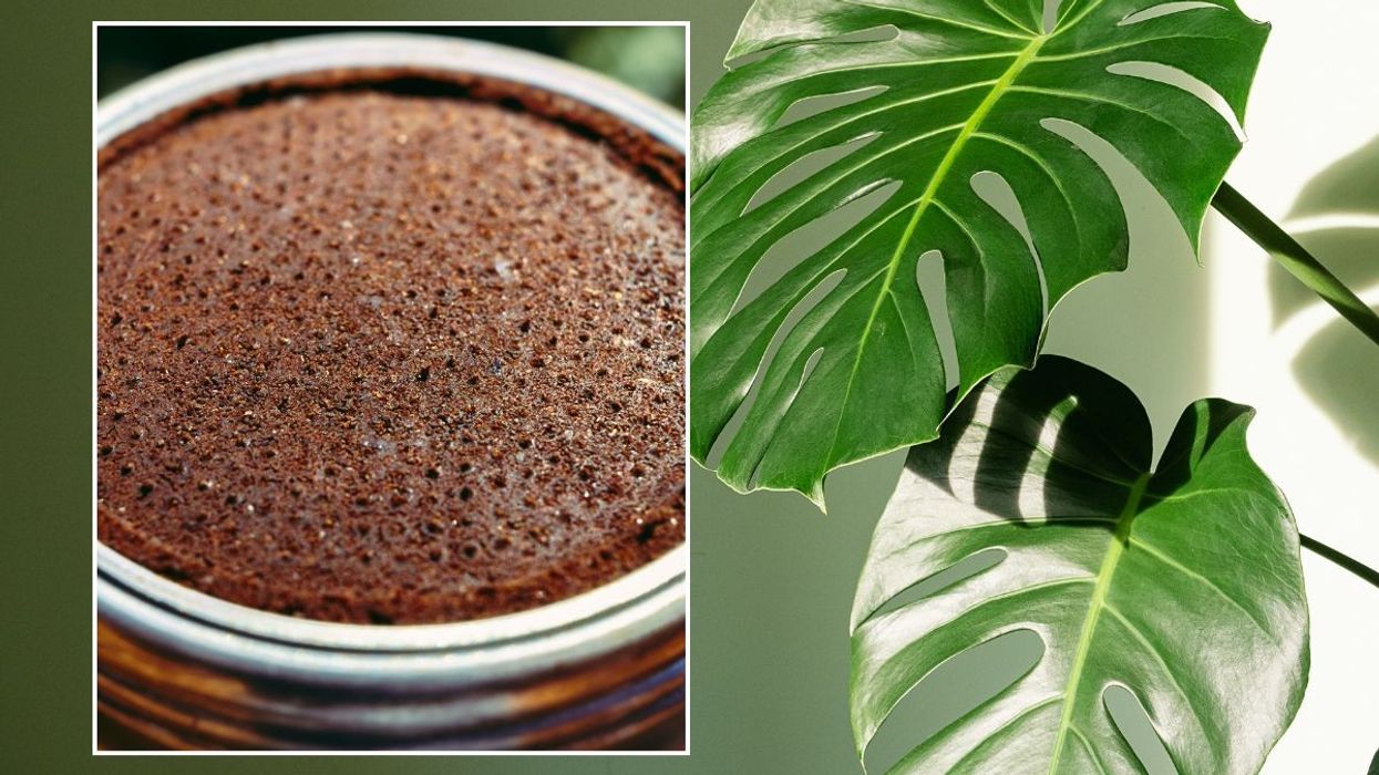 ground coffee and monstera plant stock images