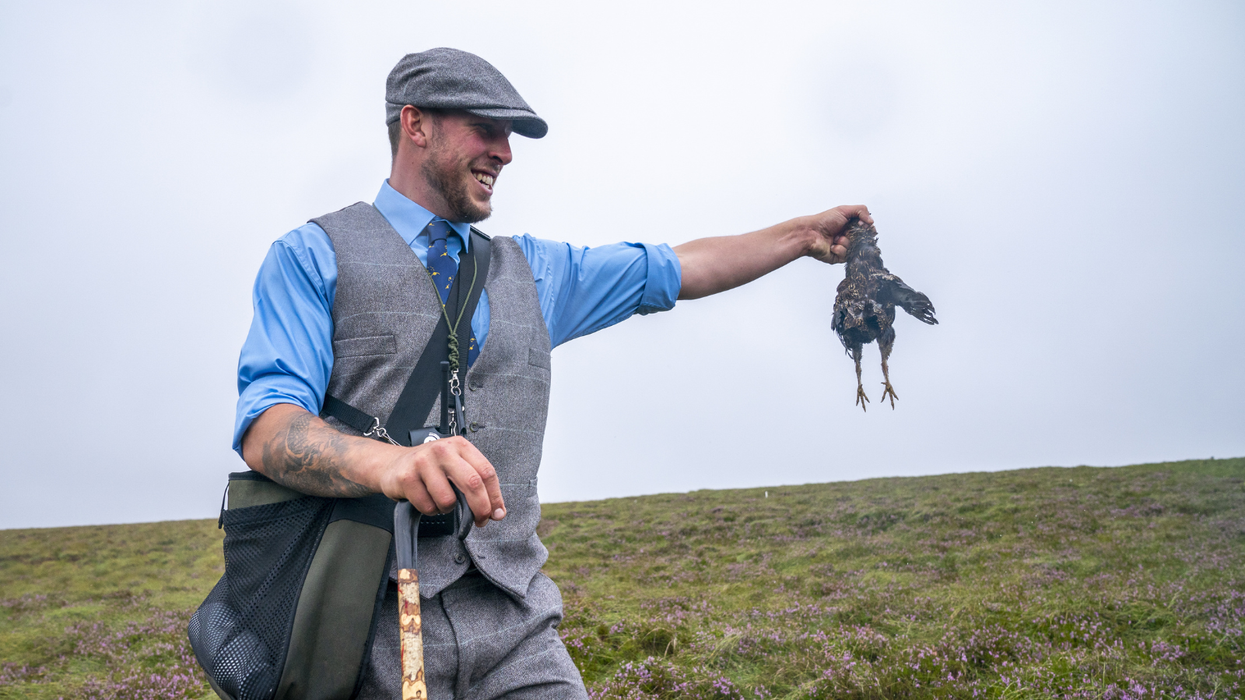 Grouse shooting in Lammermuir Hills