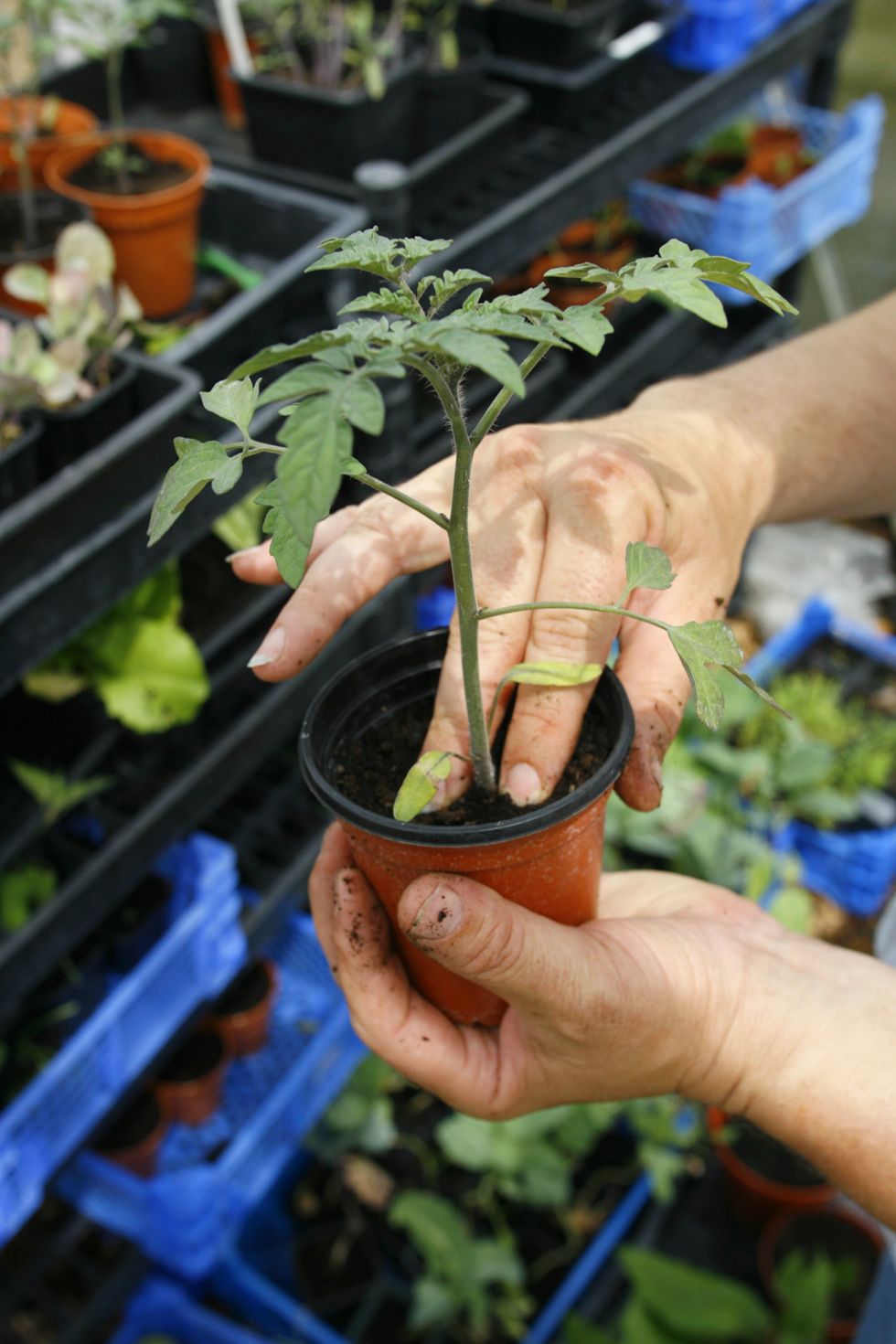 Growing tomato plant