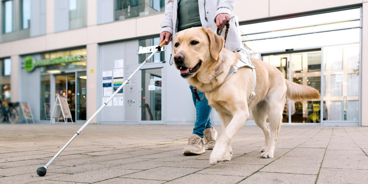 NextImg:Blind man felt 'like a piece of scum' after being refused ride by taxi driver due to guide dog
