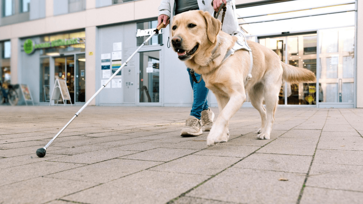 Guide dog (stock)