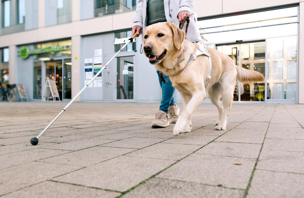 Guide dog (stock)