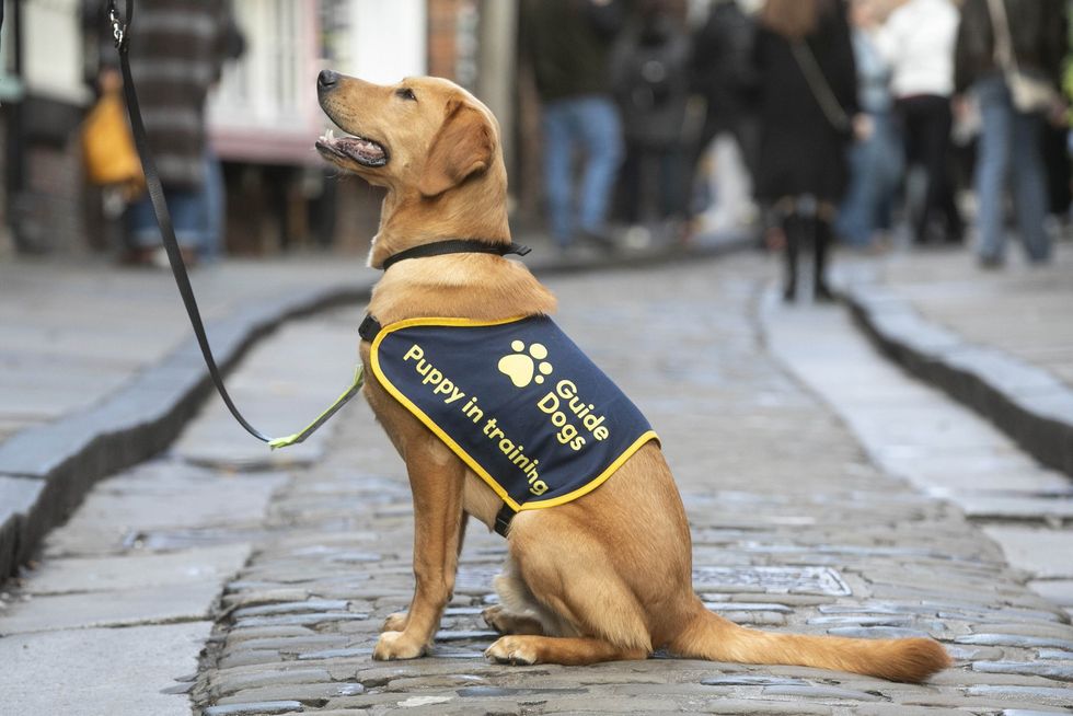 guide dogs
