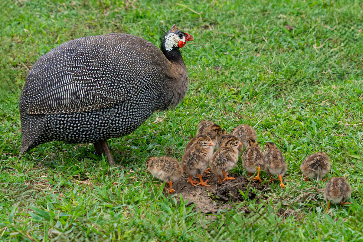 Guinea Fowl