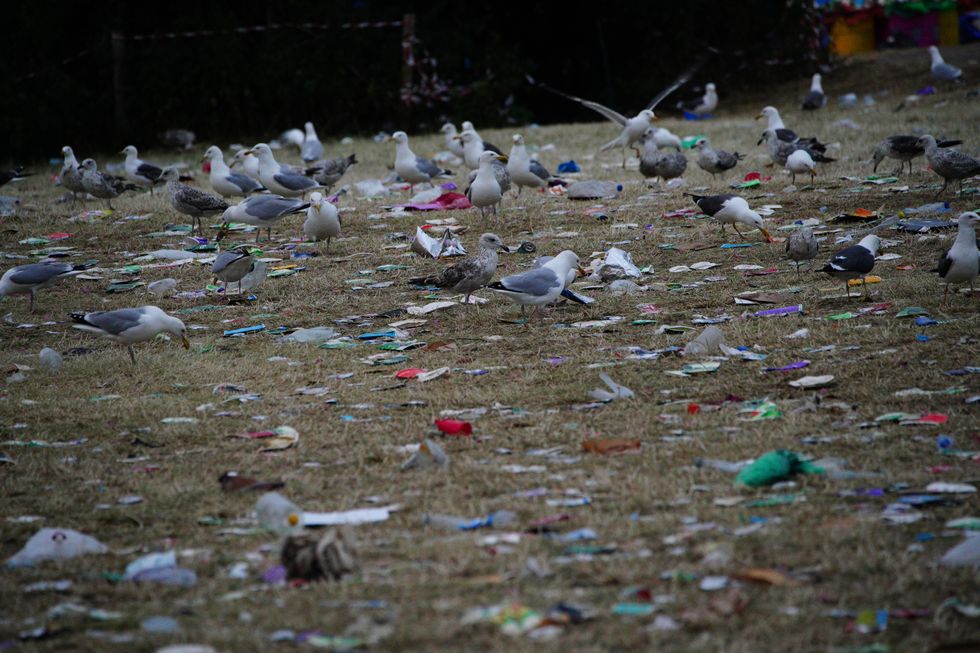 Gulls pick through waste waiting to be cleared at Worthy Farm in Somerset following the Glastonbury Festival. Picture date: Monday June 27, 2022.