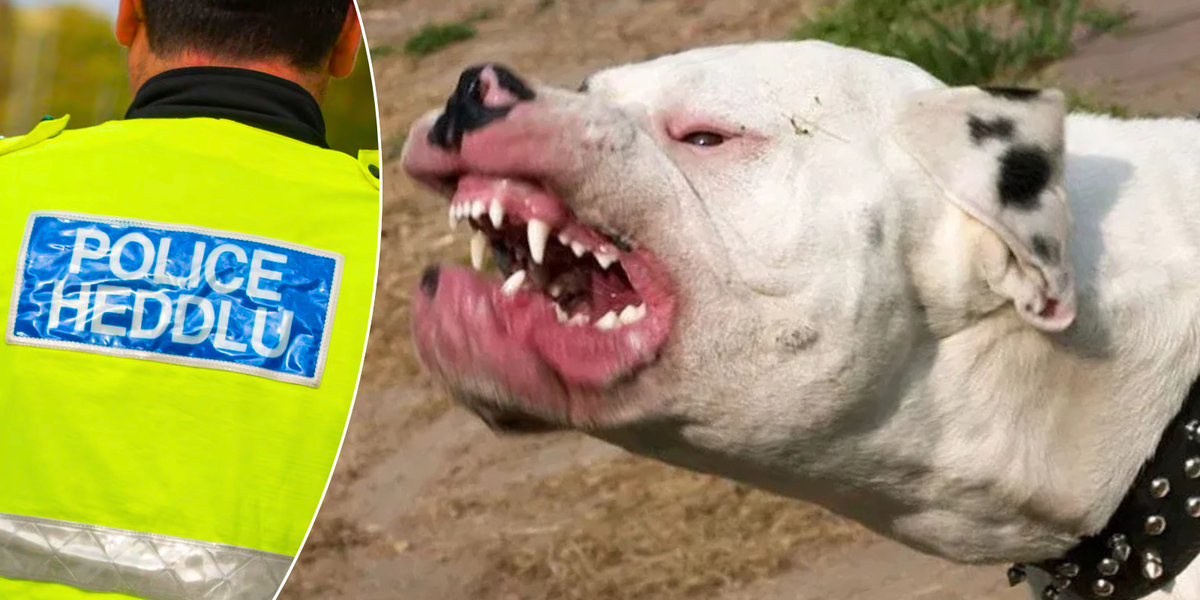 NextImg:XL Bully dog confirmed as culprit behind savage mauling of schoolgirl, 12