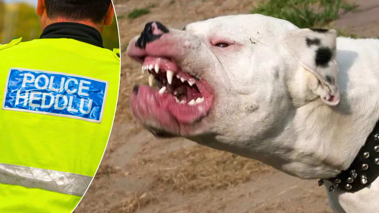 Gwent Police/XL Bully