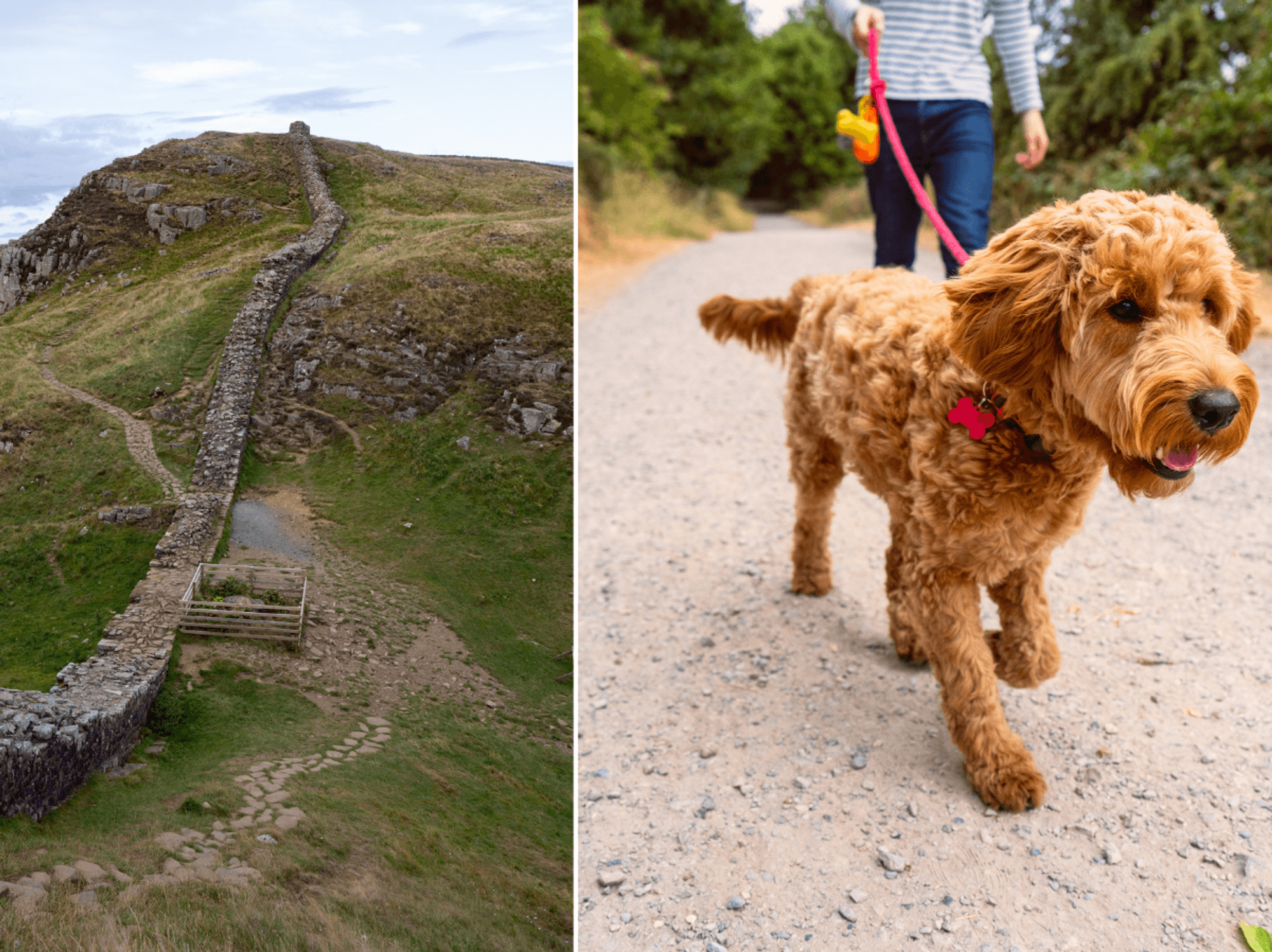 Hadrians wall and dog