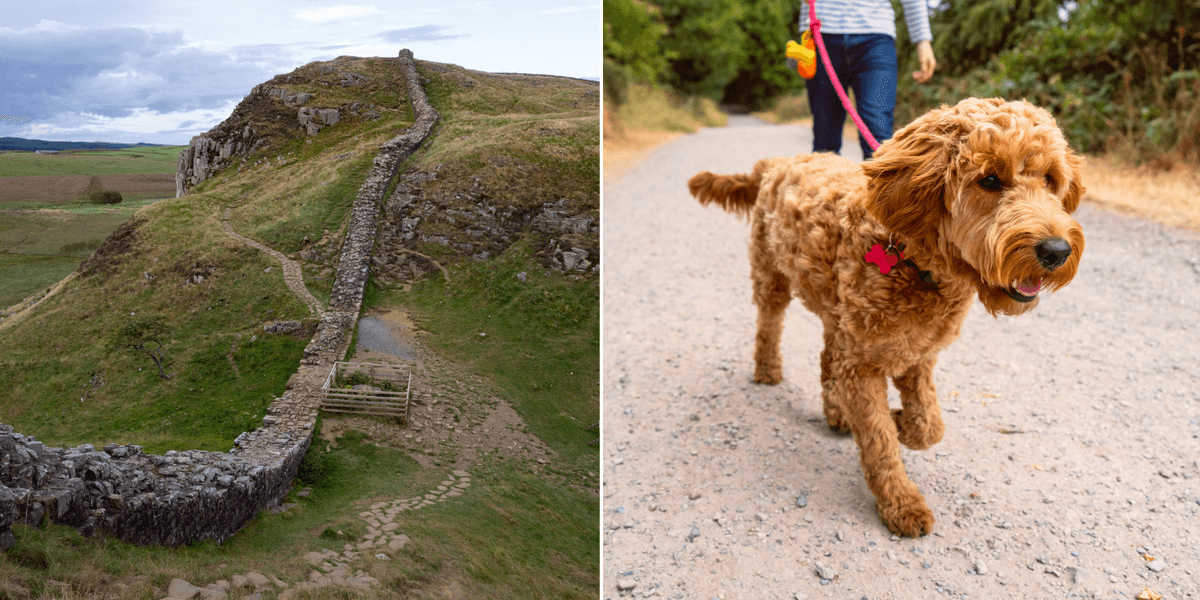 Hadrian’s Wall ‘under threat’ after selfish dog walkers stuff pet’s poo into heritage site Hadrian’s Wall ‘under threat’ after selfish dog walkers stuff pet’s poo into heritage site