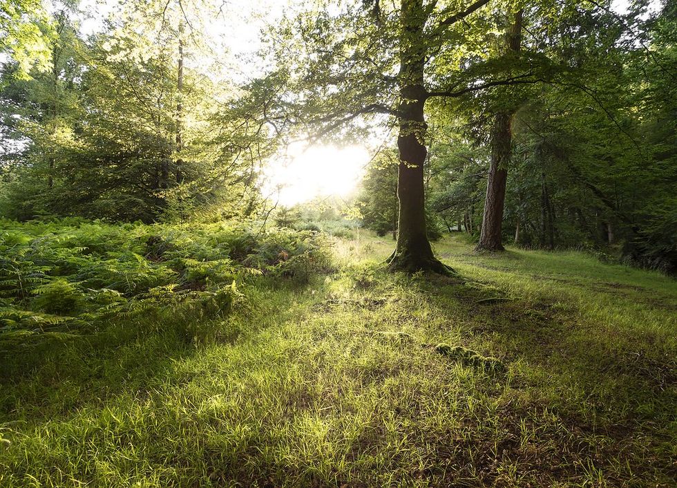 Hampshire\u2019s New Forest