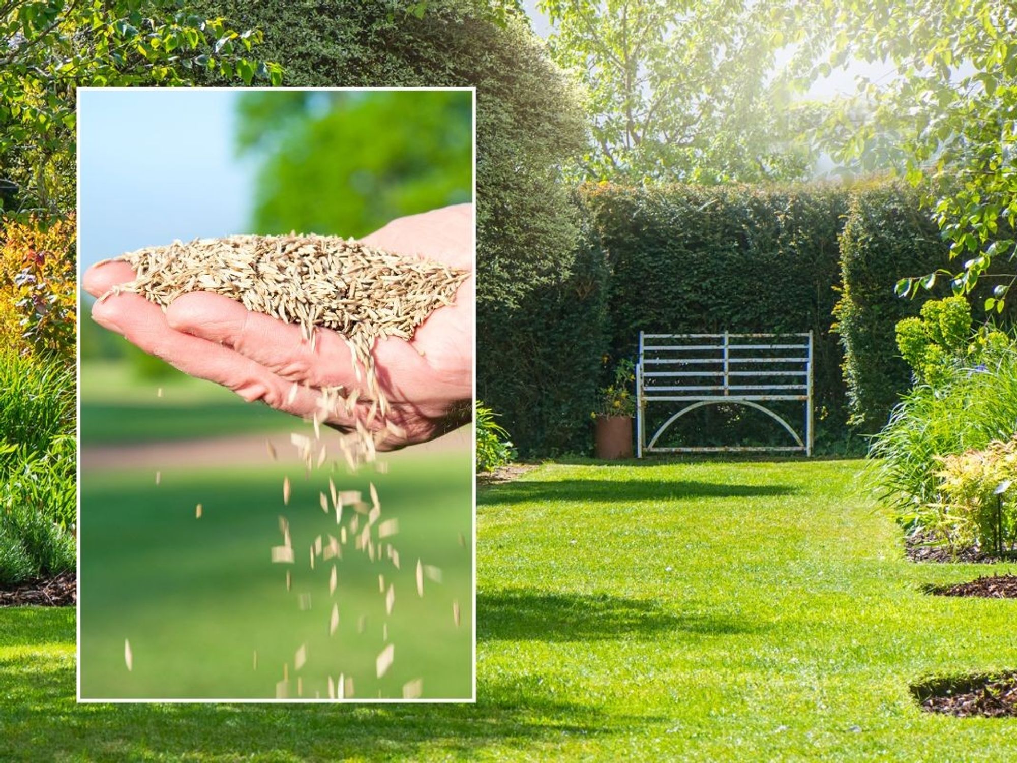 Hand holding grass seed / Garden with beautiful grass