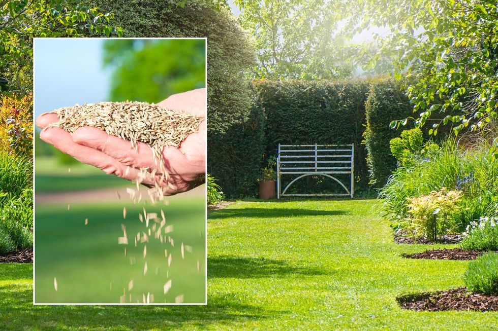 Hand holding grass seed / Garden with beautiful grass