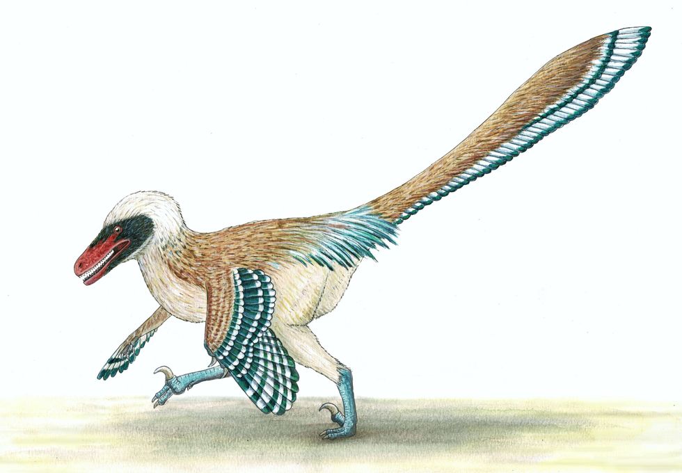 Handout artist's recreation issued by University of Bath of Vectiraptor greeni. A new bird-like dinosaur that used brute strength to overcome its prey has been found by palaeontologists re-examining fossils found nearly two decades ago on the Isle of Wight. The new animal has been named vectiraptor greeni after local collector Mick Green, who discovered its bones after they became washed from the rocks on the island's south coast. Issue date: Tuesday December 21, 2021.