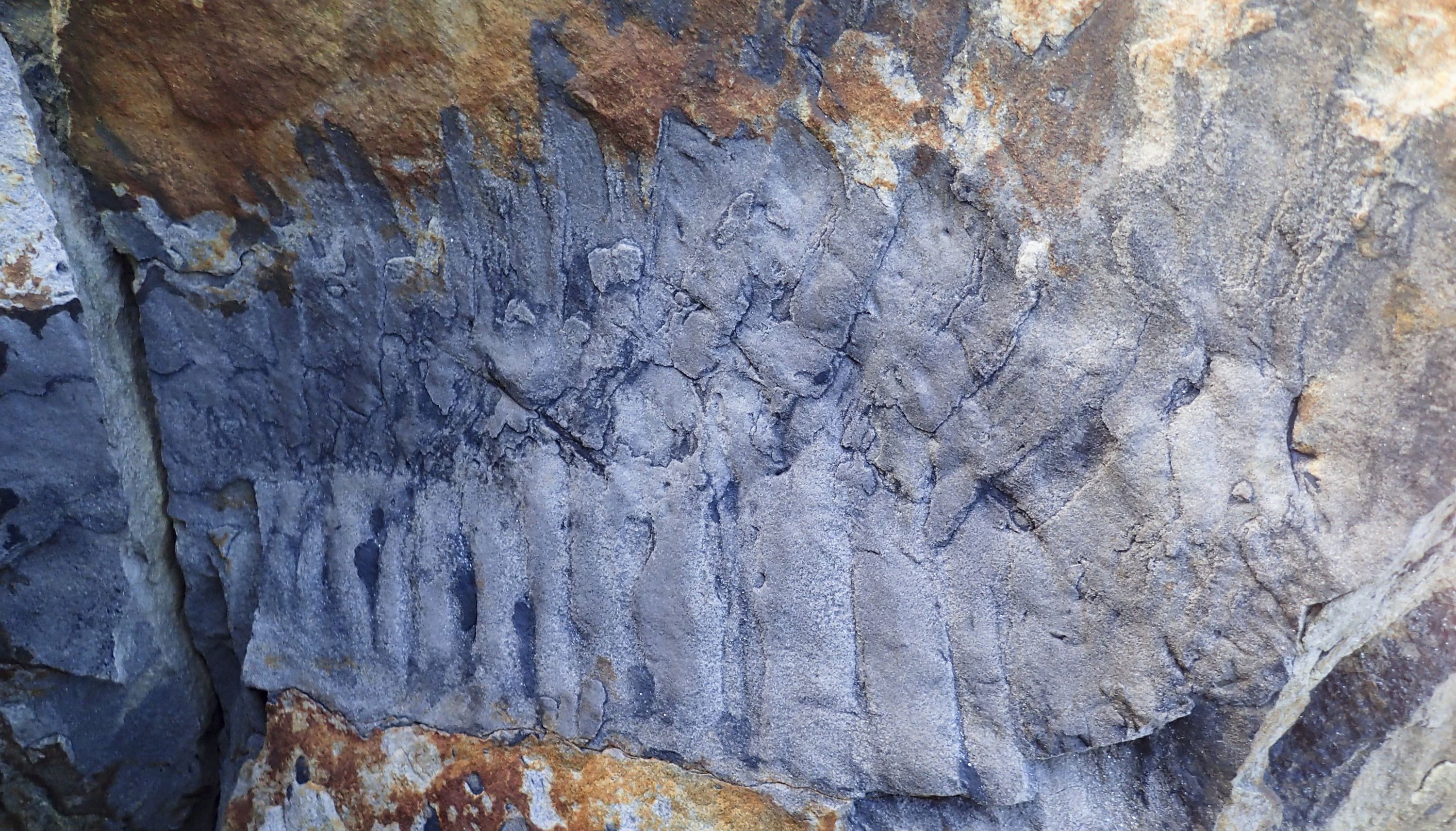 Handout photo issued by Cambridge University of the Arthropleura fossil at Howick beach in Northmberland. A fluke fossil find has revealed giant millipedes as big as cars roamed Northern England. The section of exo-skeleton dating back 326 million years was made by chance on a walk on a Northumberland beach at Howick. Issue date: Tuesday December 21, 2021.