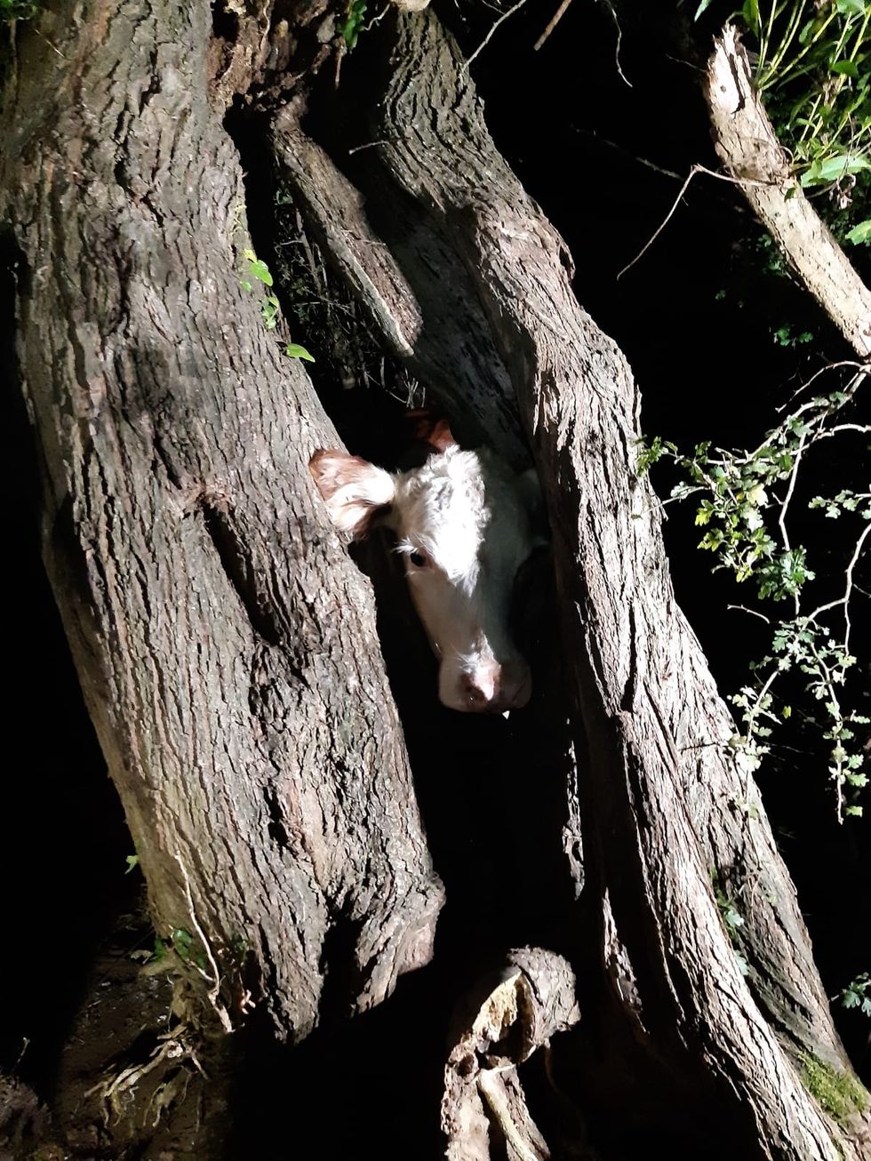 Handout photo taken with permission from the Twitter feed of @HantsIOW_fire of a cow with it's head stuck in a tree in Chilbolton, Hampshire. Firefighters had to %22re-moove%22 a cow's head from a tree after it got stuck. A crew from the Hampshire and Isle of Wight Fire and Rescue Service (HIWFRS) spent more than an hour trying to free a cow, which got its head stuck in a tree on Chilbolton Common, Hampshire, on Wednesday evening. Issue date: Friday September 2, 2022.