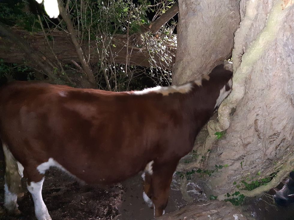 Handout photo taken with permission from the Twitter feed of @HantsIOW_fire of a cow with it's head stuck in a tree in Chilbolton, Hampshire. Firefighters had to %22re-moove%22 a cow's head from a tree after it got stuck. A crew from the Hampshire and Isle of Wight Fire and Rescue Service (HIWFRS) spent more than an hour trying to free a cow, which got its head stuck in a tree on Chilbolton Common, Hampshire, on Wednesday evening. Issue date: Friday September 2, 2022.