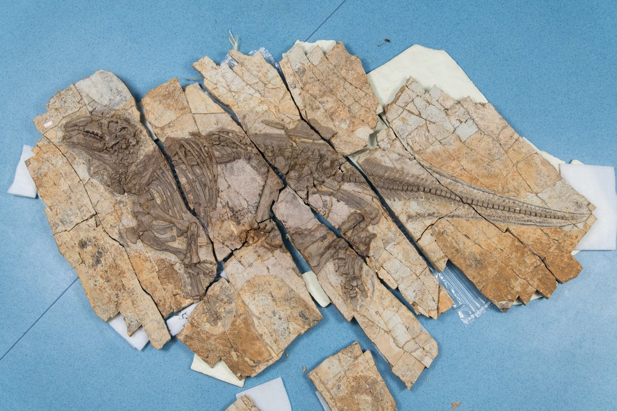 Haolong dong fossil