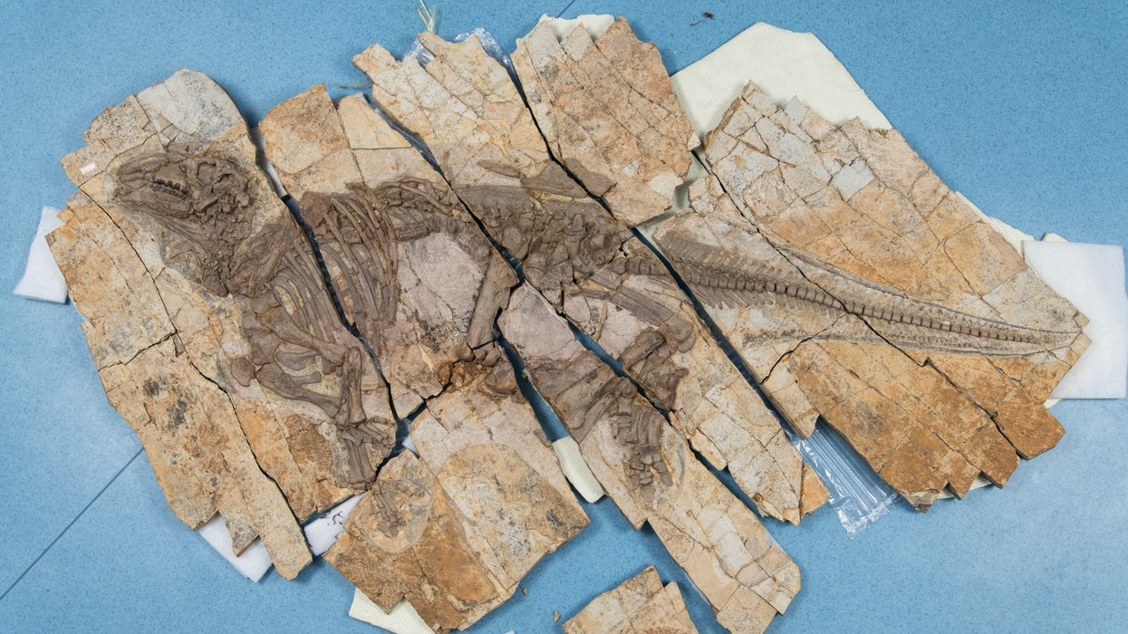 Haolong dong fossil