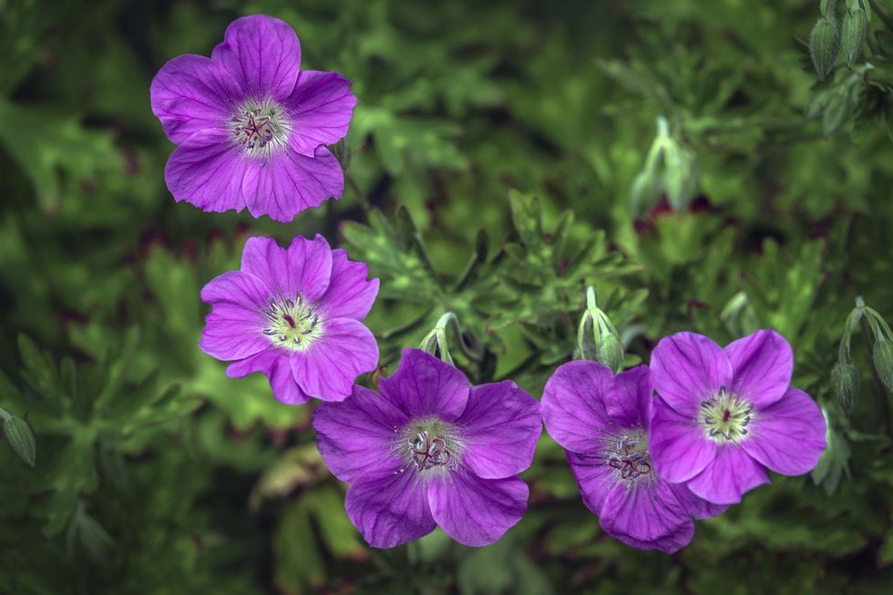 Hardy geraniums