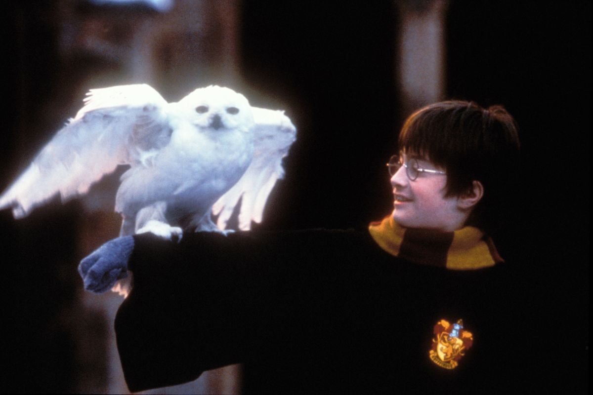 Harry Potter