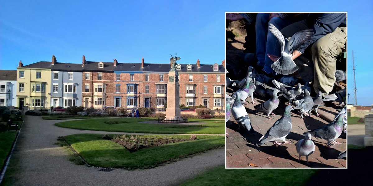 NextImg:Pensioner fined £2k by council and blamed for rat infestation after feeding birds