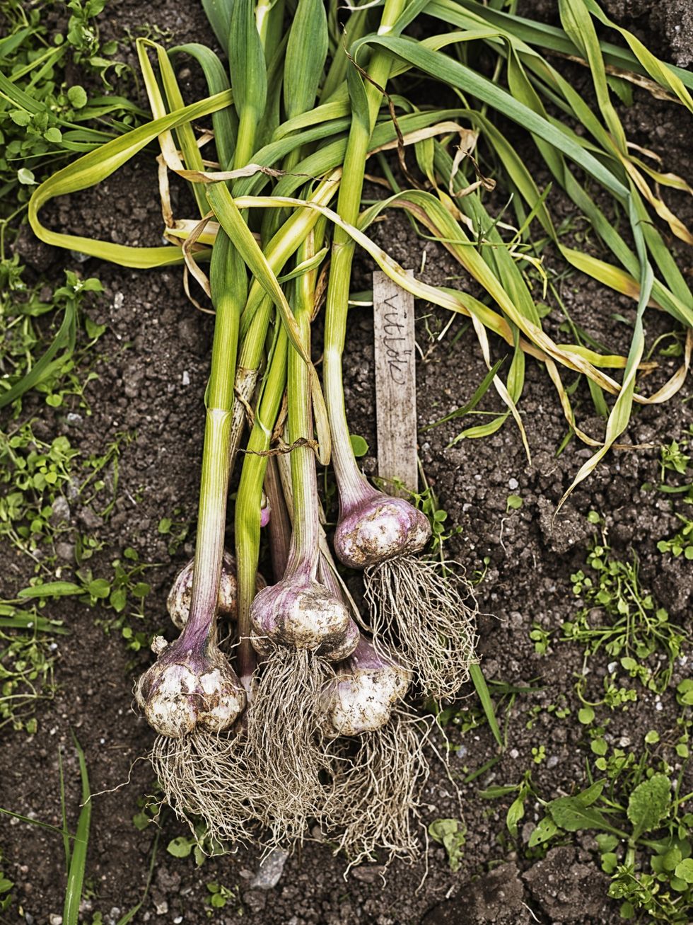 Harvested garlic