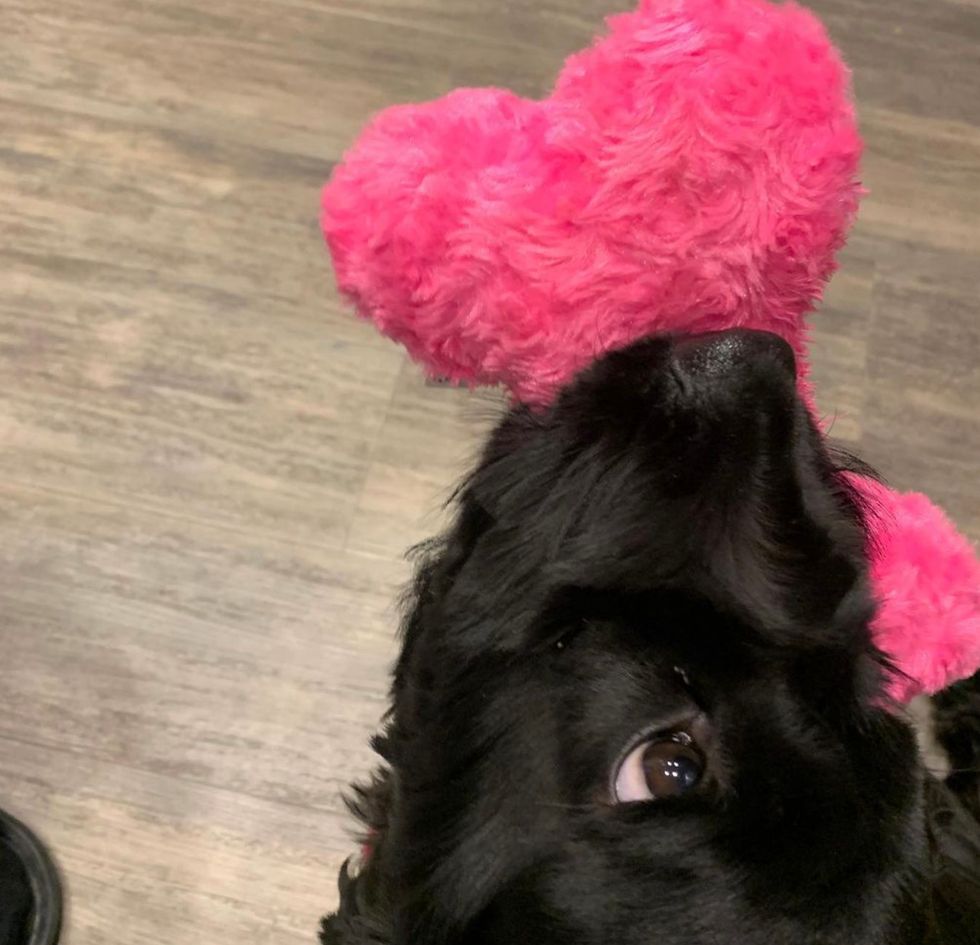 Hattie with her new pink bone