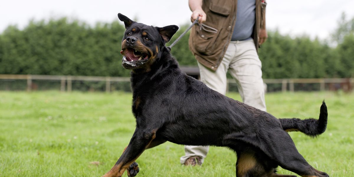 NextImg:Woman left dog attack victim 'for dead' after pet mauled him in woods