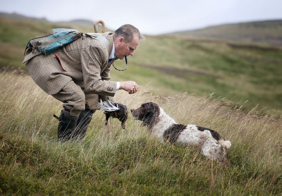 Head gamekeeper Phil Lowe, with his dog Deano as he took a shooting party for the start of the grouse shooting season\u200b