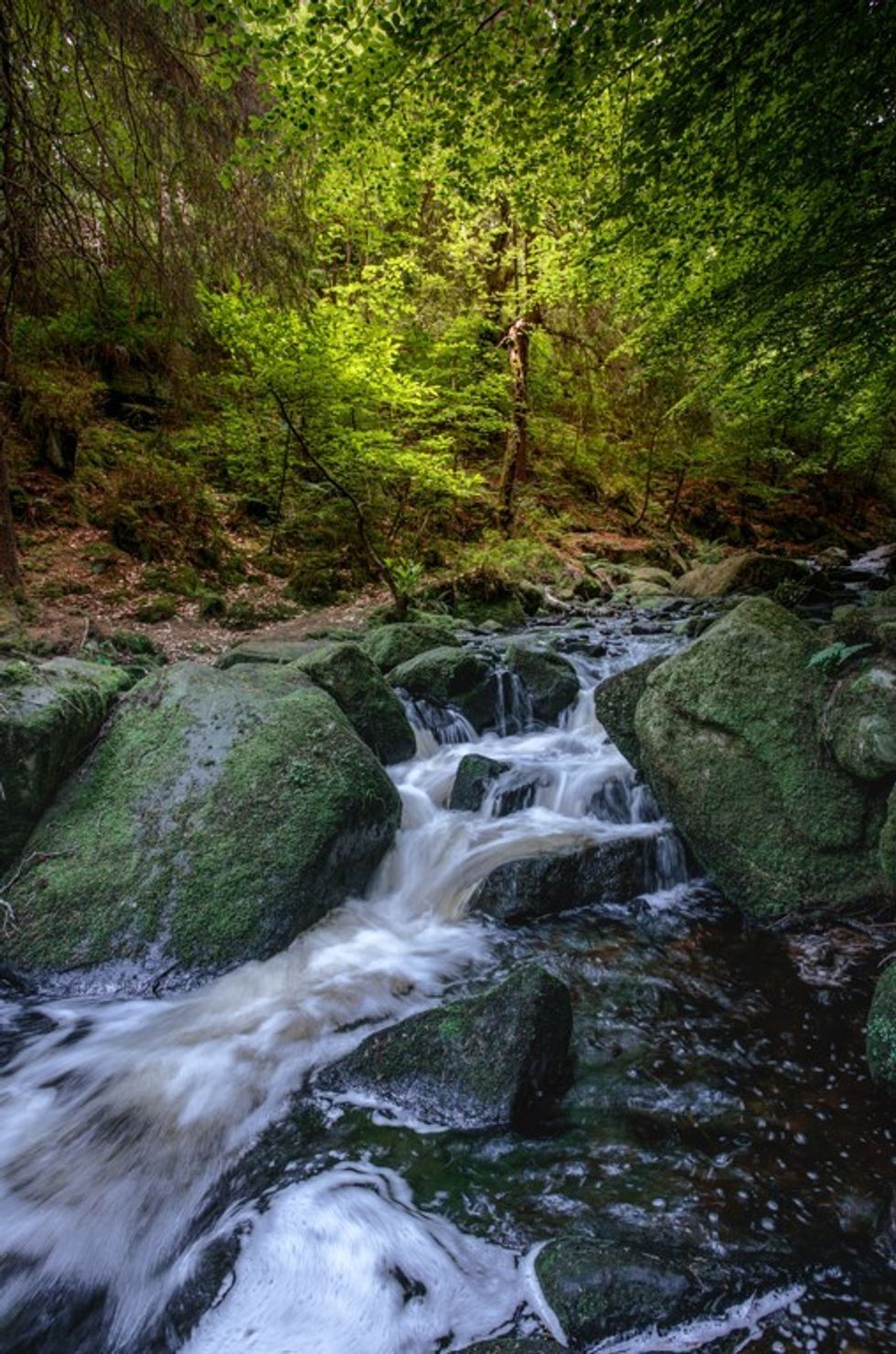 Healey Dell Nature Reserve