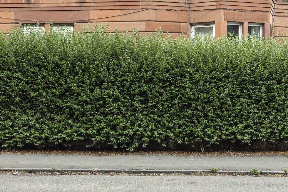 Hedge
