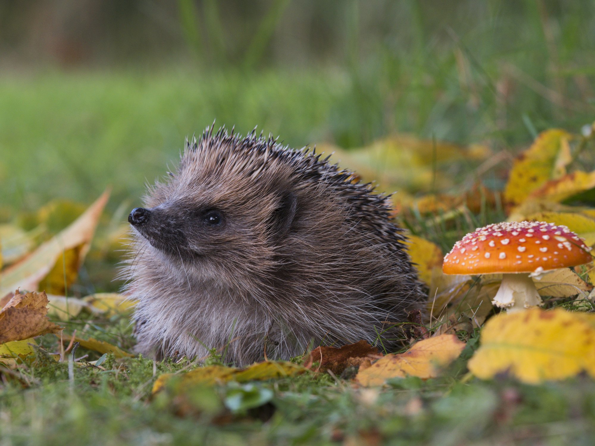 Hedgehog surrounded by autumn leaves