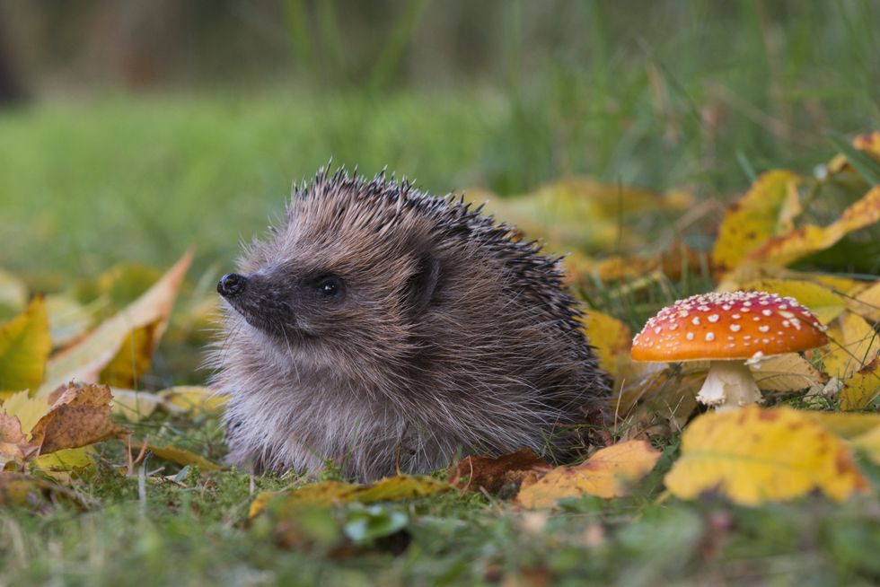 Hedgehog surrounded by autumn leaves