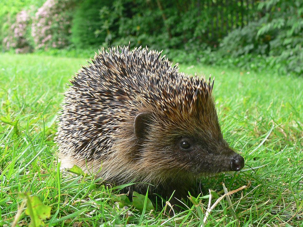 Hedgehog