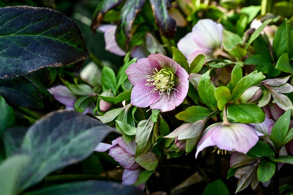 hellebore flowers