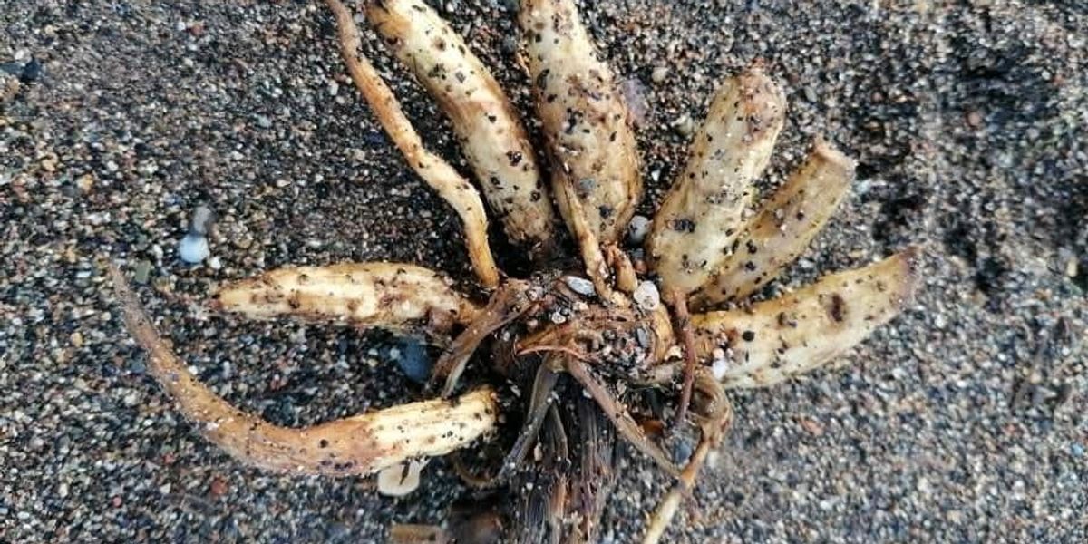 Cumbria news: Coastguard issues warning for miles of British coastline after potentially fatal poisonous plant washes up on beaches Cumbria news: Coastguard issues warning for miles of British coastline after potentially fatal poisonous plant washes up on beaches