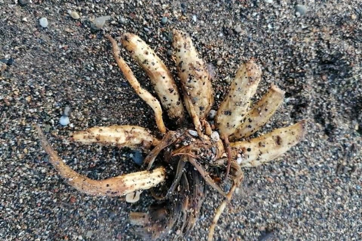 Hemlock Water Dropwort