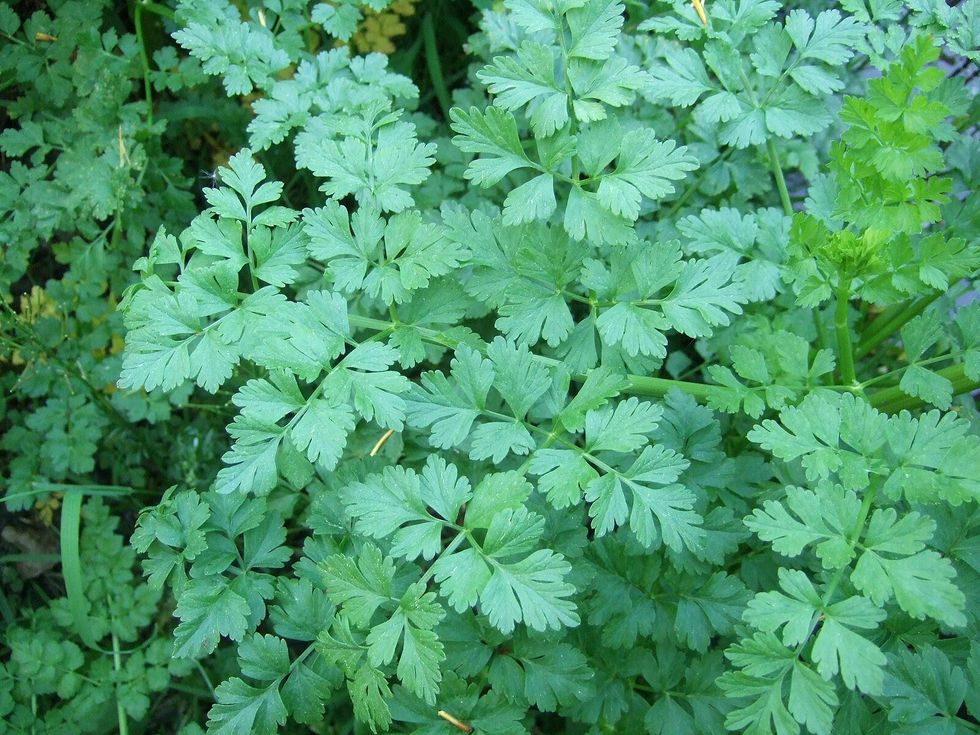 Hemlock Water Dropwort